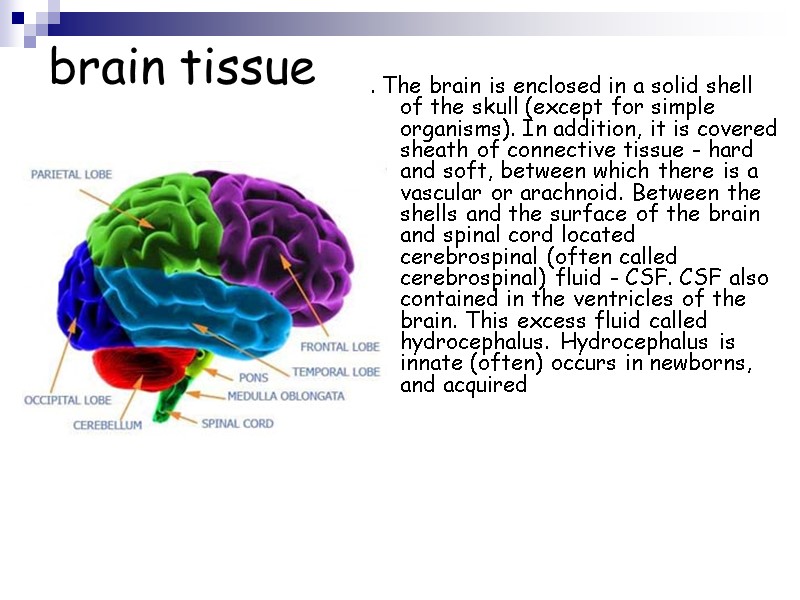 brain tissue . The brain is enclosed in a solid shell of the skull